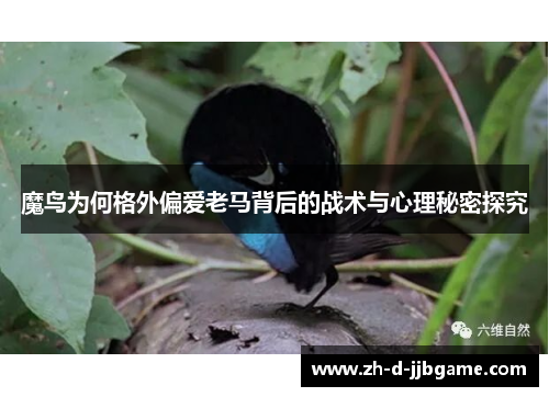 魔鸟为何格外偏爱老马背后的战术与心理秘密探究
